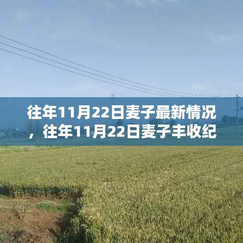 往年11月22日麦子丰收纪实,最新动态与收获喜悦的喜悦分享