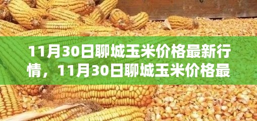 掌握聊城玉米最新行情,解析11月30日玉米价格动态及应对策略