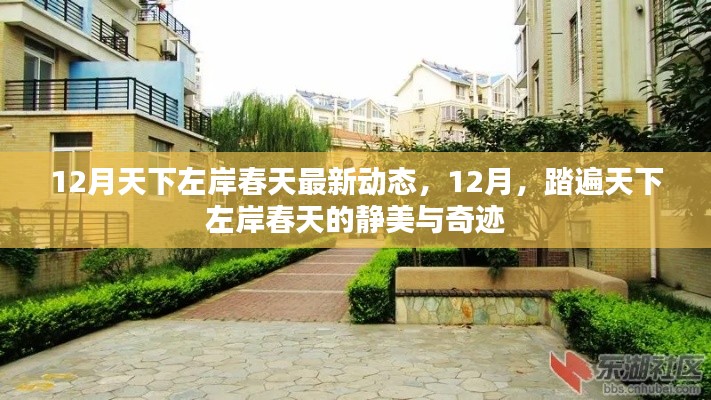 12月踏遍天下左岸春天,最新动态与静美奇迹全解析