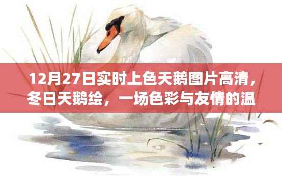 色彩与友情的冬日邂逅,高清上色天鹅图片及冬日天鹅绘