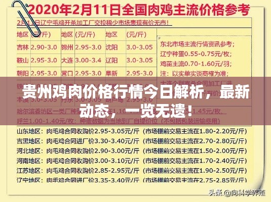 贵州鸡肉价格行情今日解析,最新动态,一览无遗!