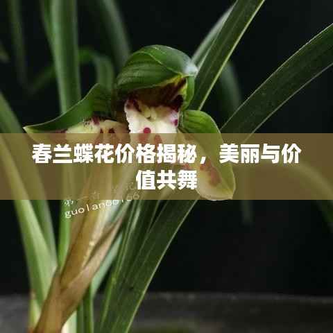 春兰蝶花价格揭秘,美丽与价值共舞