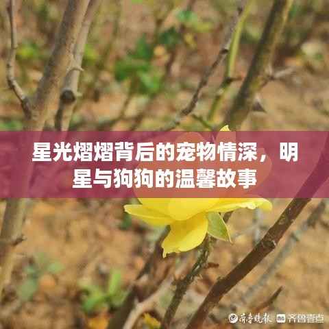 星光熠熠背后的宠物情深,明星与狗狗的温馨故事