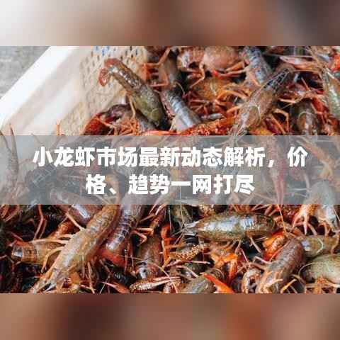 小龙虾市场最新动态解析,价格、趋势一网打尽