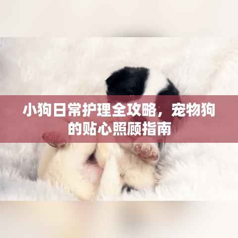 小狗日常护理全攻略,宠物狗的贴心照顾指南