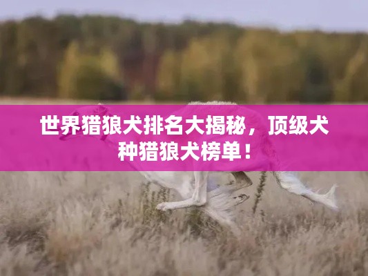 世界猎狼犬排名大揭秘,顶级犬种猎狼犬榜单!
