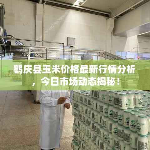 鹤庆县玉米价格最新行情分析，今日市场动态揭秘！